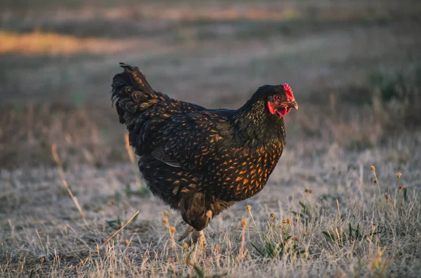 Black Barnevelder Dutch Chicken Ranging Countryside — Stok Foto