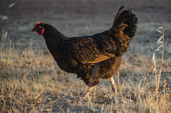 Black Barnevelder Dutch Chicken Ranging Countryside — Stok Foto