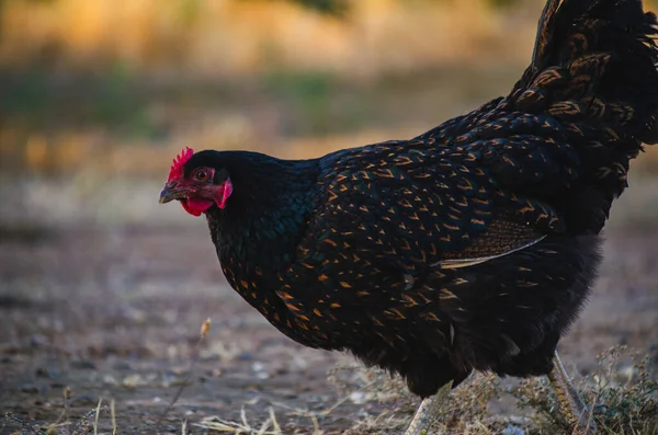 Black Barnevelder Dutch Chicken Ranging Countryside — Stok Foto