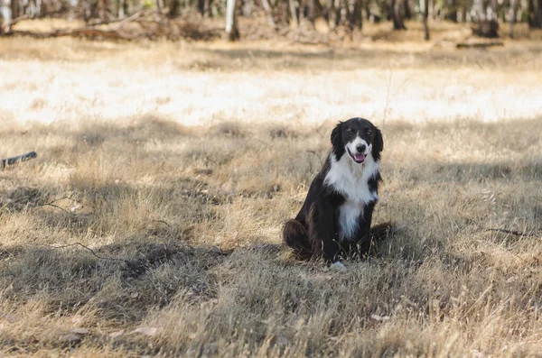 Fronteira Collie Sorrindo Campo Dourado Dia Verão — Fotografia de Stock