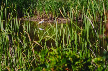 Beyaz Turna Göldeki Kurbağalar Arasında Balık Arıyor