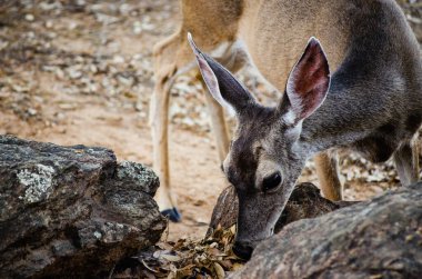 Doğadaki Bir Geyiğin Yakın Çekim Portresi