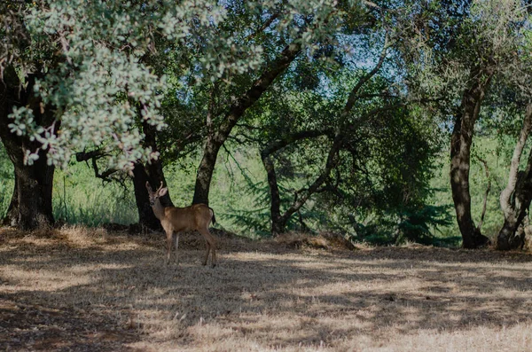 Cerf Regarde Travers Les Arbres Qui Poussent Long Des Contreforts — Photo