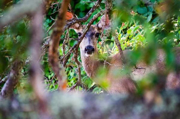 Deer Looks Trees Grown California Foothills — Stock Photo, Image