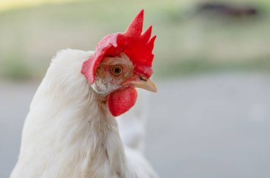 White Free Range Longhorn Tavuğu