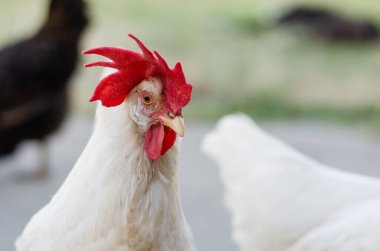 White Free Range Longhorn Tavuğu