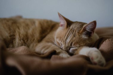 Yatakta Uyuklayan Sıcak Kedi. Amerikan Kısaltması Gün Boyunca Uyuyor.