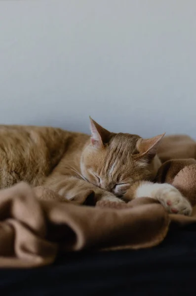 Gato Acolhedor Dormindo Cama American Shorthair Dormindo Dia Fora — Fotografia de Stock