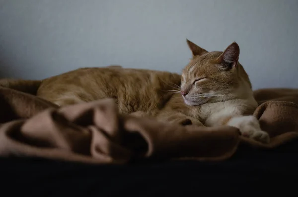 Gato Acolhedor Dormindo Cama American Shorthair Dormindo Dia Fora — Fotografia de Stock
