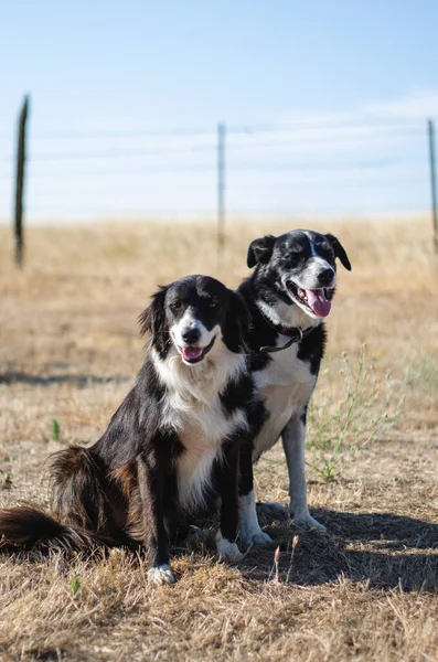 Dois Cães Fazenda Uma Manhã Verão Frente Acres California Hills — Fotografia de Stock
