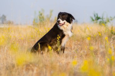 Kaliforniya kırsalında genç bir çiftlik köpeği. Pembe Pembe Yaz Sabahı Sarı Yabani Çiçeklerle çevrili.