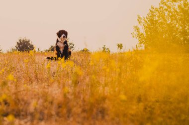 Kaliforniya kırsalında genç bir çiftlik köpeği. Pembe Pembe Yaz Sabahı Sarı Yabani Çiçeklerle çevrili.