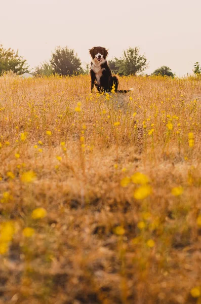 Young Farm Dog Campo Rural Califórnia Hazy Pink Summer Morning — Fotografia de Stock