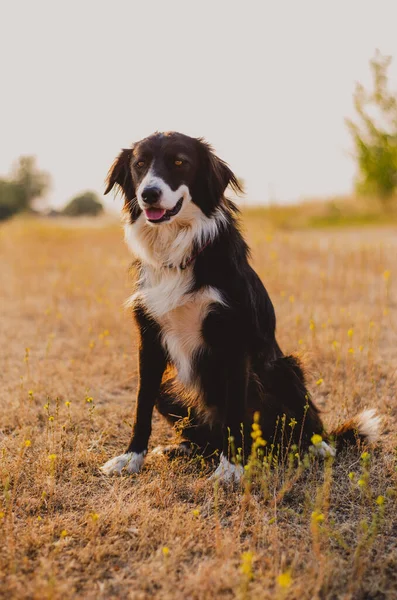 Young Farm Dog Campo Rural Califórnia Hazy Pink Summer Morning — Fotografia de Stock