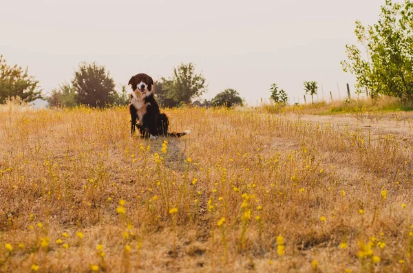 Young Farm Dog Campo Rural Califórnia Hazy Pink Summer Morning — Fotografia de Stock