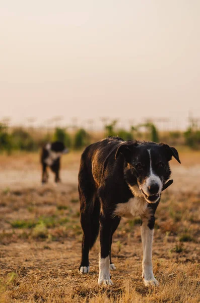 Old Farm Dog Hazy Morning Warm California Summer Morning Pink — Stok Foto