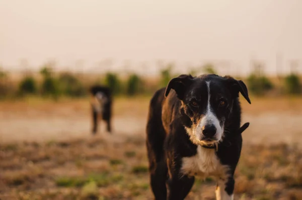 Old Farm Dog Uma Manhã Nebulosa Uma Manhã Quente Verão — Fotografia de Stock