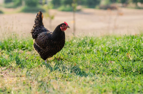 Ayam Jangkauan Gratis Ramah Hen Peternakan Organik Sustainable Living Family — Stok Foto