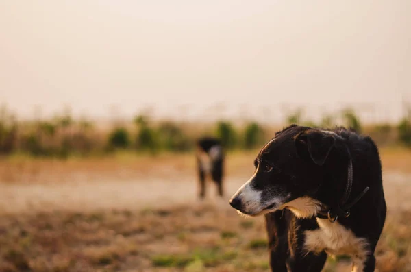 Old Farm Dog Hazy Morning Warm California Summer Morning Pink — Stok Foto