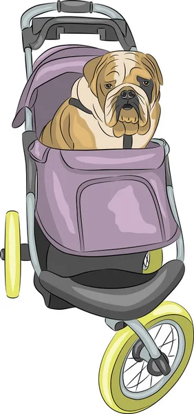 Vektor. Englische Bulldogge im Kinderwagen. — Stockvektor