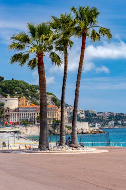 Güzel. Güneşli bir günde şehir gezinti üzerinde üç palmiye ağaçları.