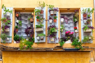 Aix-en-Provence. Çiçeklerle süslenmiş eski evin turuncu cephesinde pencere.