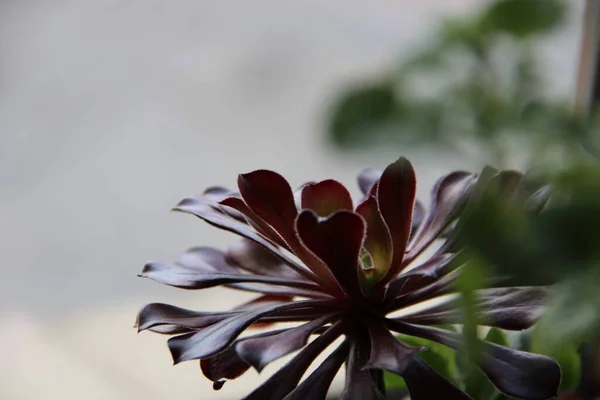 Kurak iklimlerde sulular büyür.