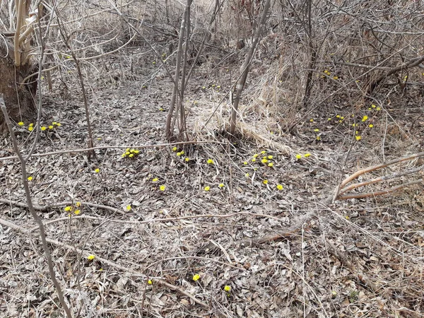 Gri ormanda ilk önce kardamlaları açar.