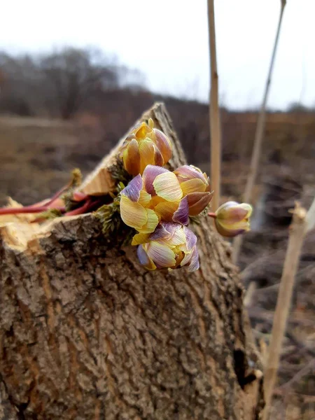 Gri ormanda ilk önce kardamlaları açar.