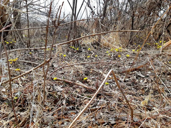 Gri ormanda ilk önce kardamlaları açar.