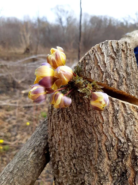 Gri ormanda ilk önce kardamlaları açar.