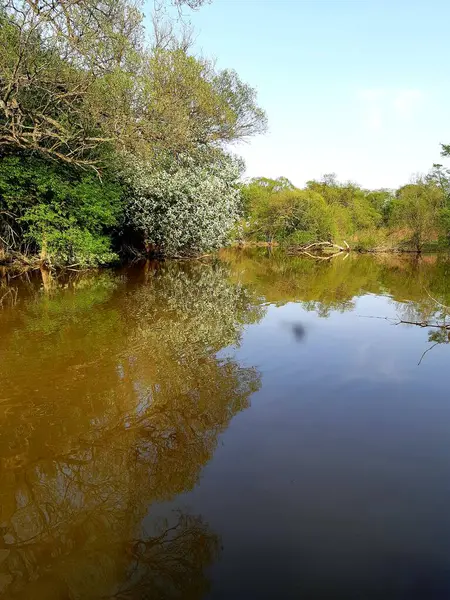 Nehir yüzeyindeki ağaç