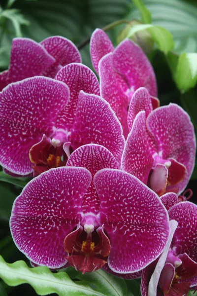 Güzel mor orkide çiçeği