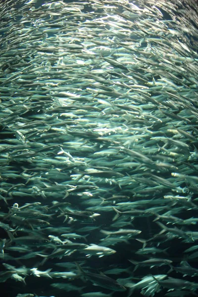 Arka plandaki derin sular. Balık