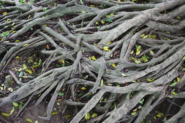 Asırlık ağaçların kökleri