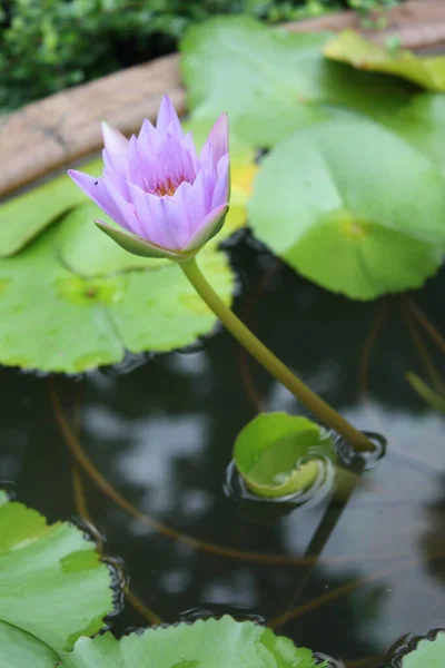 Lotus. Güzel su çiçeği