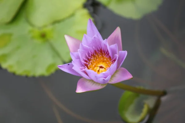 Lotus. Güzel su çiçeği