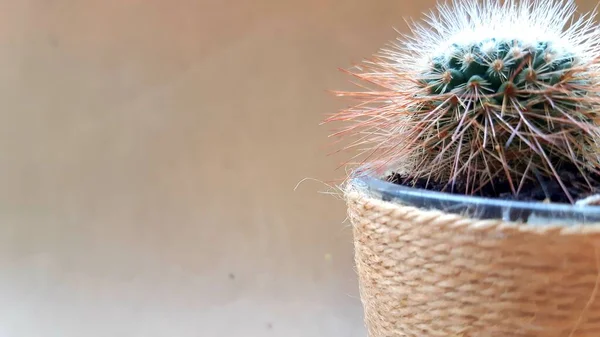 Tencerede küçük bir kaktüs