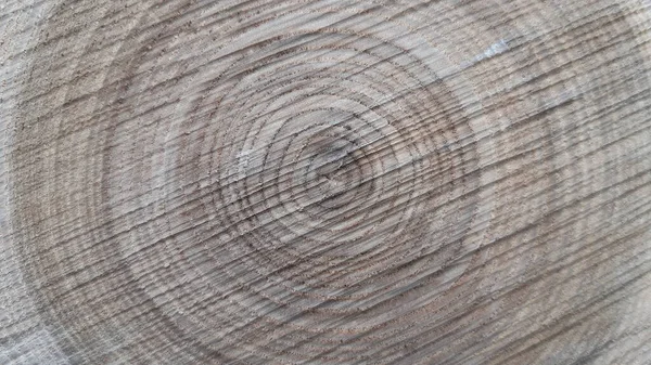 Yıllar içinde ağaç halkaları oluştu.