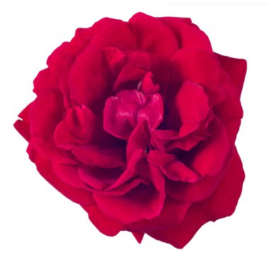 kırmızı gül beyaz arkaplanda izole