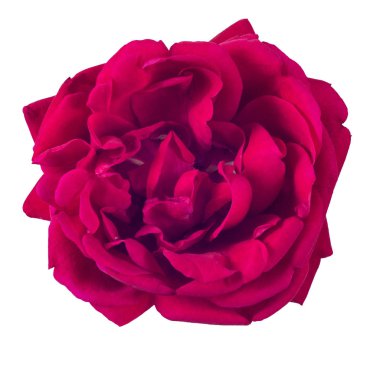 kırmızı gül beyaz arkaplanda izole