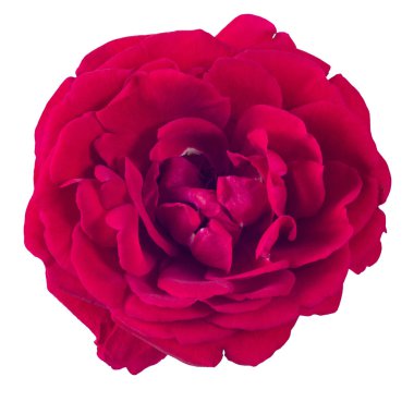 kırmızı gül beyaz arkaplanda izole