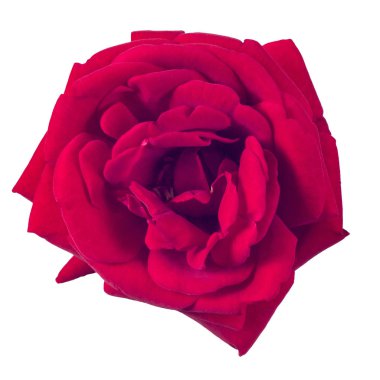 kırmızı gül beyaz arkaplanda izole