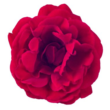 kırmızı gül beyaz arkaplanda izole