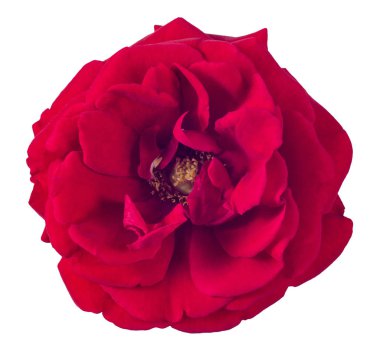 kırmızı gül beyaz arkaplanda izole