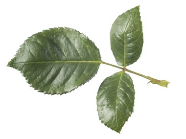 Beyaz arka plan üzerinde izole gül yaprak yeşil