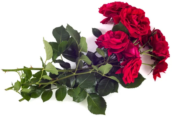 Arrangement de fleurs roses rouges isolées sur blanc — Photo