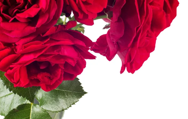 Arrangement de fleurs roses rouges isolées sur blanc — Photo