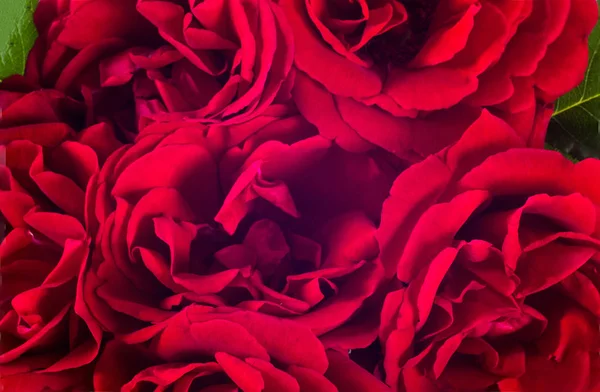 红玫瑰插花 — 图库照片