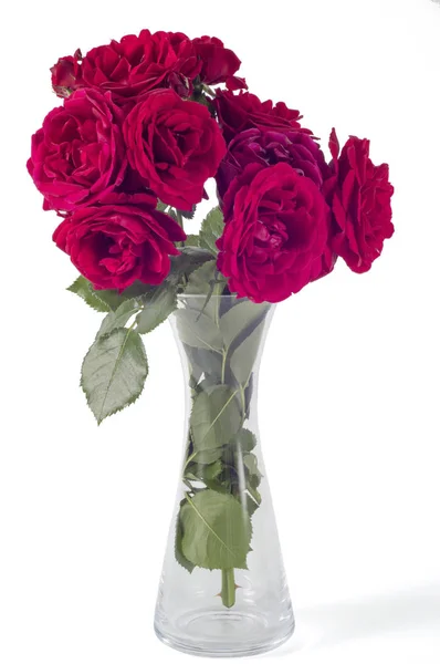 孤立白底红玫瑰花束 图库图片